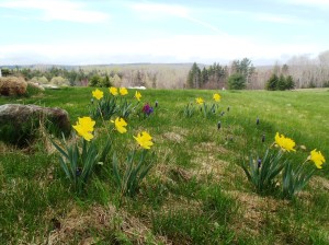 beltane daffodiles