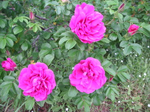 Wild Roses bush