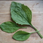 Plantain herb