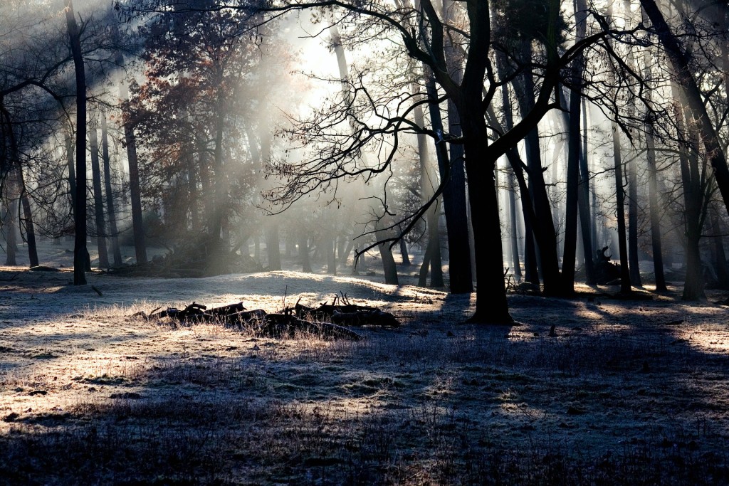 forest-winter-faery