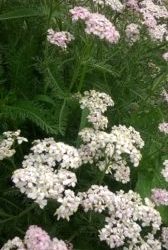 Plant Diet with Yarrow: Part 3 Conclusion