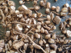 Dandelion root