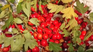 hawthorn berries