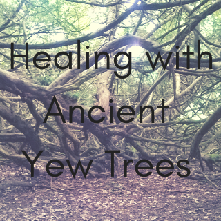 Healing, Magic and Mystery from Yew