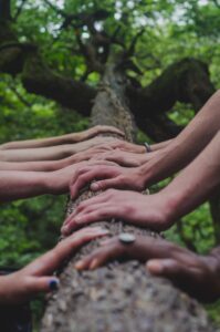 hands on a tree plant connection