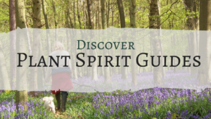 plant spirit guides course