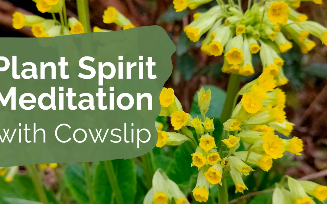 Meditation with Cowslip