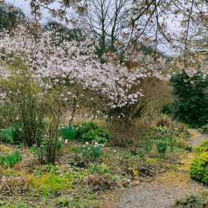 Magnolia Tree Plant Spirit