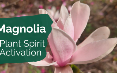 Plant Spirit Activation with Magnolia